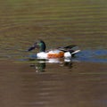 Colorful male northern shoveler anas clypeata swimming, sunshi