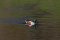 Colorful male northern shoveler duck anas clypeata swimming, m
