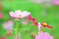 Natural colorful pink cosmos flowers with yellow pollen patterns blooming in garden with water drops for background Royalty Free Stock Photo