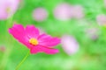 Natural colorful pink or red cosmos flowers with yellow pollen patterns blooming in garden for background Royalty Free Stock Photo