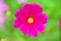 Natural colorful pink or red cosmos flowers with yellow pollen patterns blooming top view in garden for background Royalty Free Stock Photo