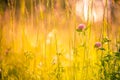 Beautiful summer meadow flowers. Calm nature background concept design Royalty Free Stock Photo