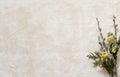 Paper clay texture background with dried flowers Royalty Free Stock Photo