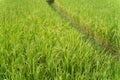 Natural concept, rice farm fresh in the morning Royalty Free Stock Photo