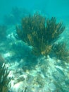 Coral reef Puerto Morelos Mexico