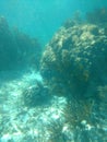 Coral reef Puerto Morelos Mexico