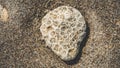 Natural Coral Stone On Beach