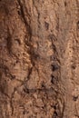 Natural Cork Bark-Inside Texture