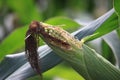 A natural corn field, a close-up Royalty Free Stock Photo