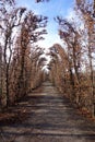 Natural corridor made of trees in winter. schÃÂ¶nbrunn, Vienna