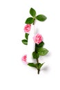 Natural cosmetic concept. Cream bottle with green plant and pink roses. empty space top view