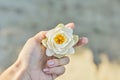 White lily flower in woman`s hand, river water sand background Royalty Free Stock Photo
