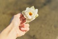 White lily flower in woman`s hand, river water sand background Royalty Free Stock Photo