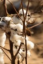 Natural cotton bolls ready for harvesting