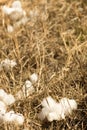 Natural cotton bolls ready for harvesting