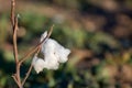 Natural cotton bolls ready for harvesting