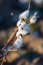 Natural cotton bolls ready for harvesting