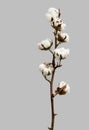 Natural Cotton Branch with seven cotton boll on vertical image