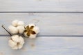 Natural cotton flowers on wooden background. Delicate organic floral blossom, top view, flat lay