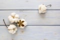 Natural cotton flowers on wooden background. Delicate organic floral blossom, top view, flat lay