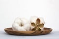 Natural cotton flowers on wooden plate on white background. Delicate organic floral blossom, close up