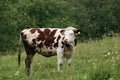 Natural cow Royalty Free Stock Photo