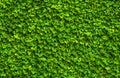 Green natural wall of leaves in bindweed