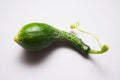 Natural cucumber of an unusual shape on a gray background.