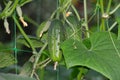 Natural cucumber is very tasty