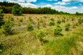 Natural cultivation of young spruce trees in the midst of green grass. Nursery school.