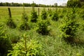 Natural cultivation of young spruce trees in the midst of green grasss.