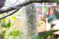 Natural `curtain` formed by Spanish moss. Spanish moss close up. Grey natural background. Tillandsia usneoides nature blurred back