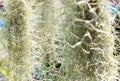 Natural `curtain` formed by Spanish moss. Spanish moss close up. Grey natural background. Tillandsia usneoides nature blurred back