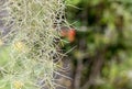 Natural `curtain` formed by Spanish moss. Spanish moss close up. Grey natural background. Tillandsia usneoides nature blurred back Royalty Free Stock Photo