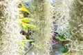 Natural `curtain` formed by Spanish moss. Spanish moss close up. Grey natural background. Tillandsia usneoides nature blurred back