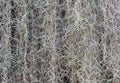 Natural `curtain` formed by Spanish moss