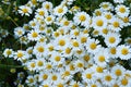 Natural daisies, daisies, hundreds of daisies, white daisies