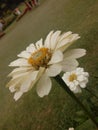 Natural daisy flower of srilanka