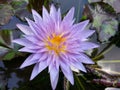 Natural Dark mix Purple color Water Lily Flower of sri lanka Royalty Free Stock Photo