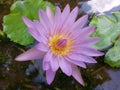 Natural Dark Pink color Water Lily Flower of sri lanka