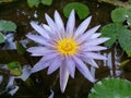 Natural dark purple Water Lily Flower of sri lanka Royalty Free Stock Photo