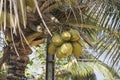 Natural day shot from below of a tall palm tree with large green leaves, branches and coconuts on a blue sky background. Sri Lanka Royalty Free Stock Photo