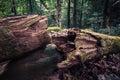 Dead Tree in Jungle Royalty Free Stock Photo