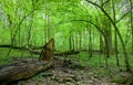 Natural deciduous forest in spring