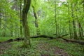 Natural deciduous forest at spring