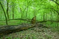 Natural deciduous forest at spring
