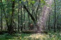 Natural deciduous stand in summer mist