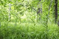 Natural defocused landscape with thickets of thick fresh green grass on the background of birch trees on a sunny summer day in the