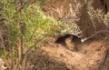 Natural Den For A Wild Cottontail Rabbit Sylvilagus audubonii