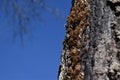 Fresh Mushrooms growing on tree trunk